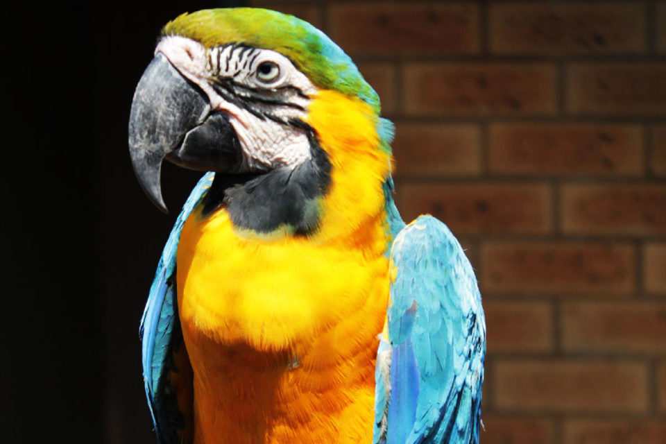 Picture of Perches inside birds’ enclosures to optimize husbandry needs – National ...