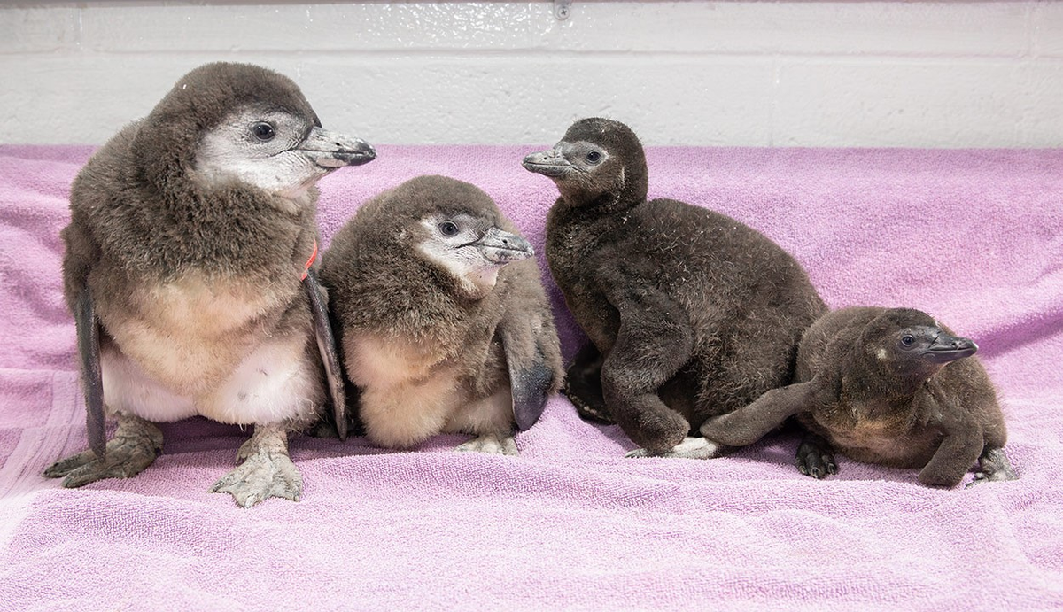 african penguin awareness day